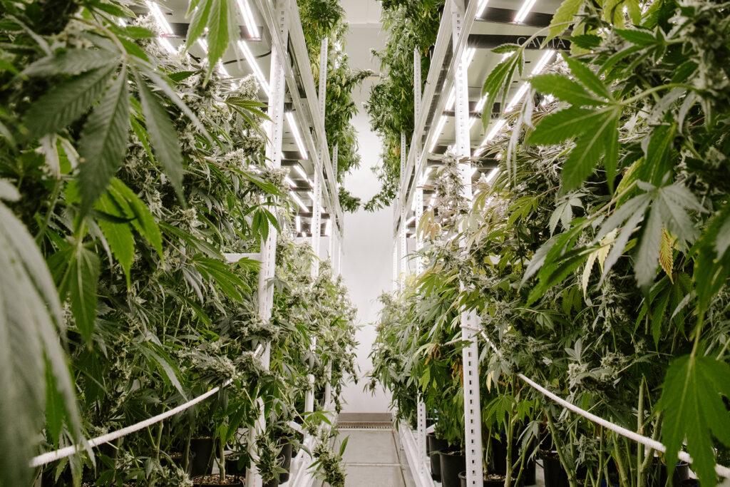 Two rows of cannabis plants in a cultivation grow room
