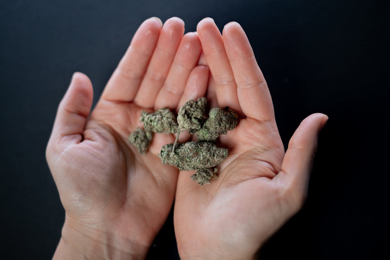 hands holding cannabis buds