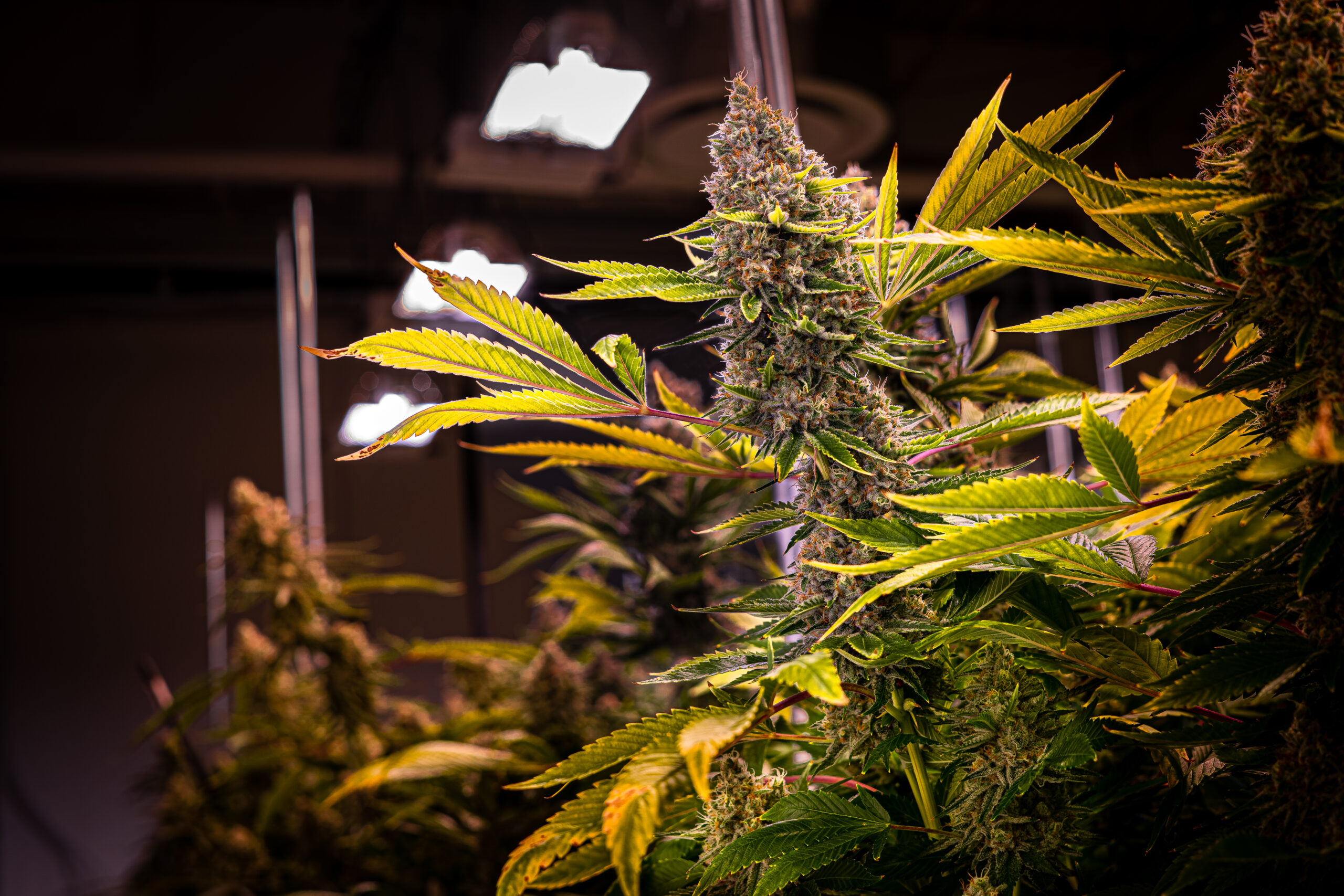 Close-up of a mature cannabis plant flowering under indoor grow lights.