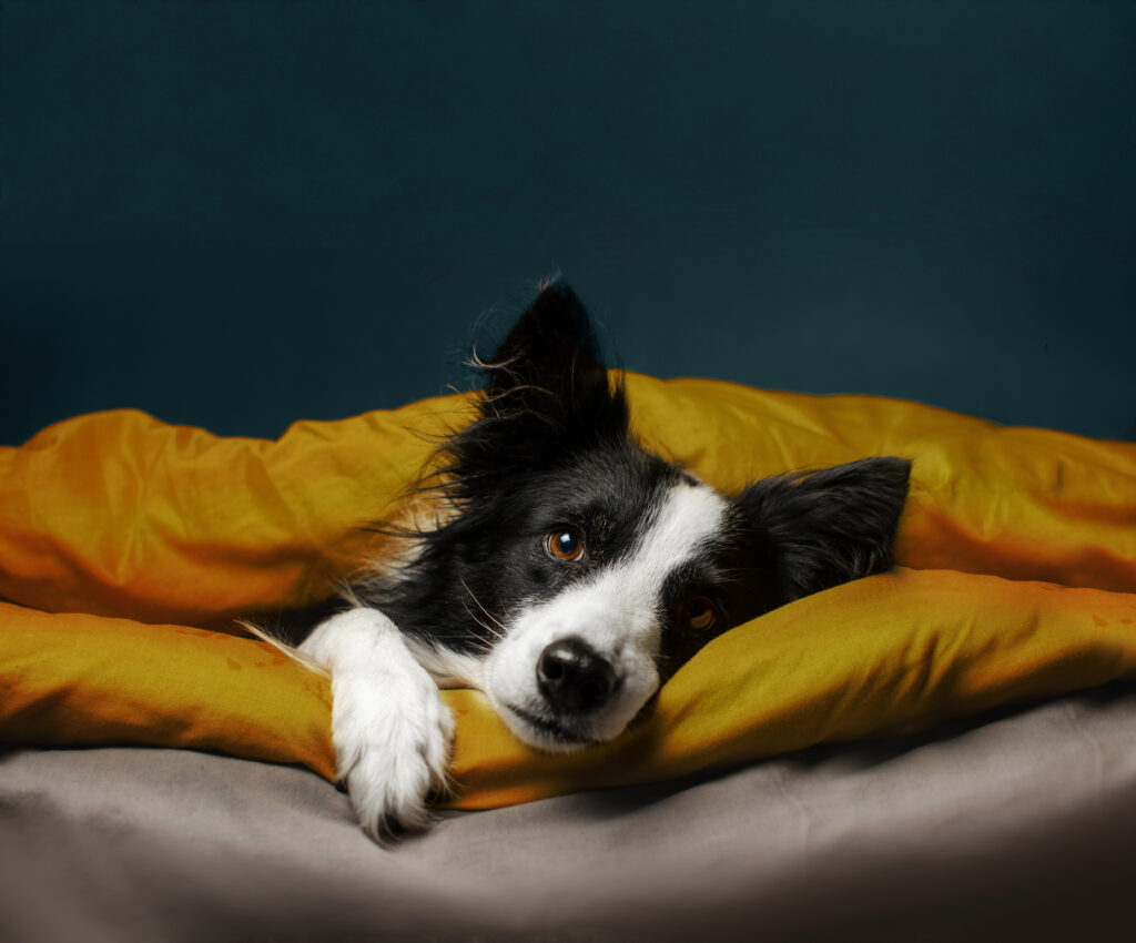 Black and white dog laying under a gold blanket in front of a green background