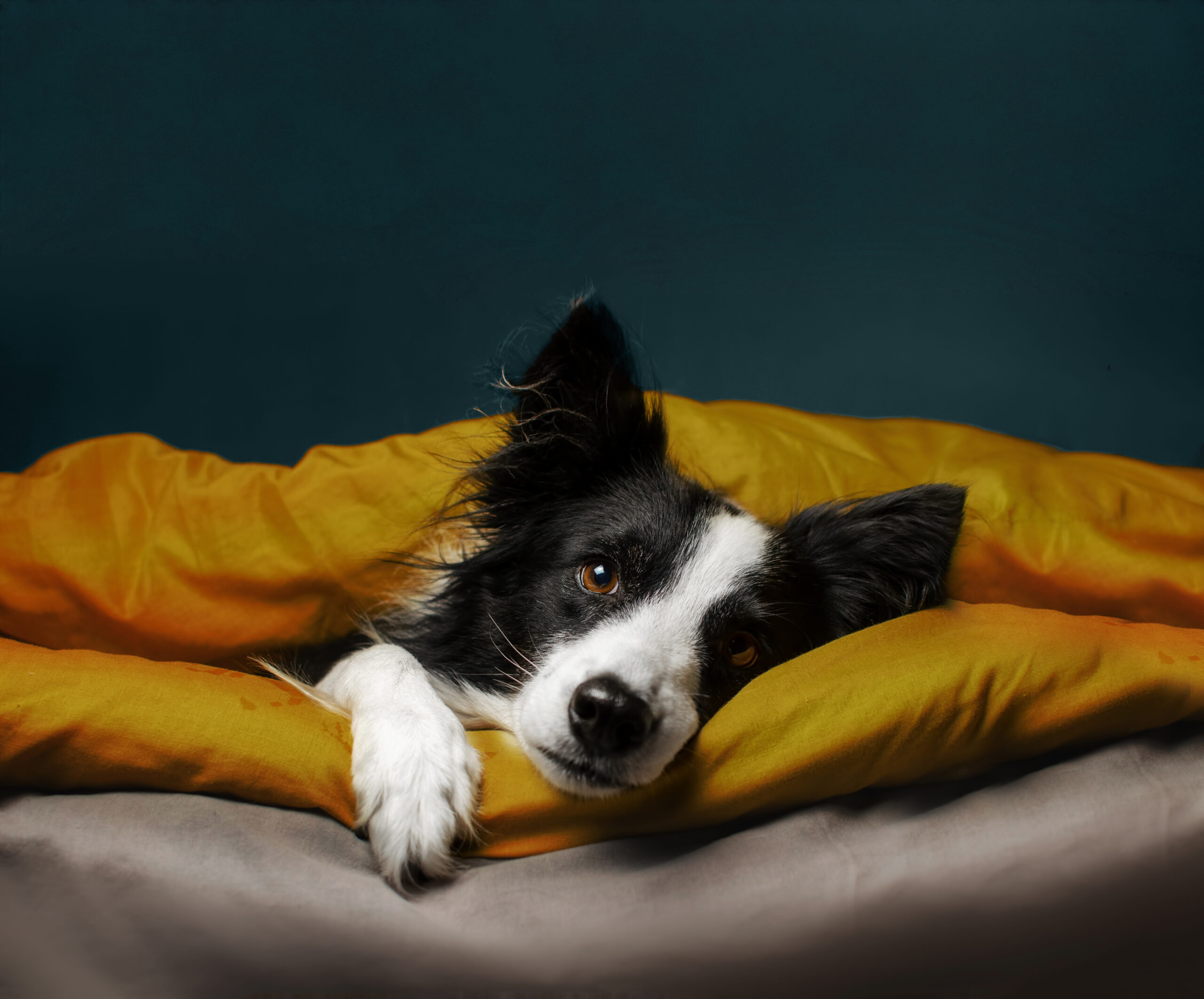 Black and white dog laying under a gold blanket in front of a green background