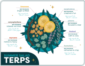 Illustrated infographic of a cannabis salad