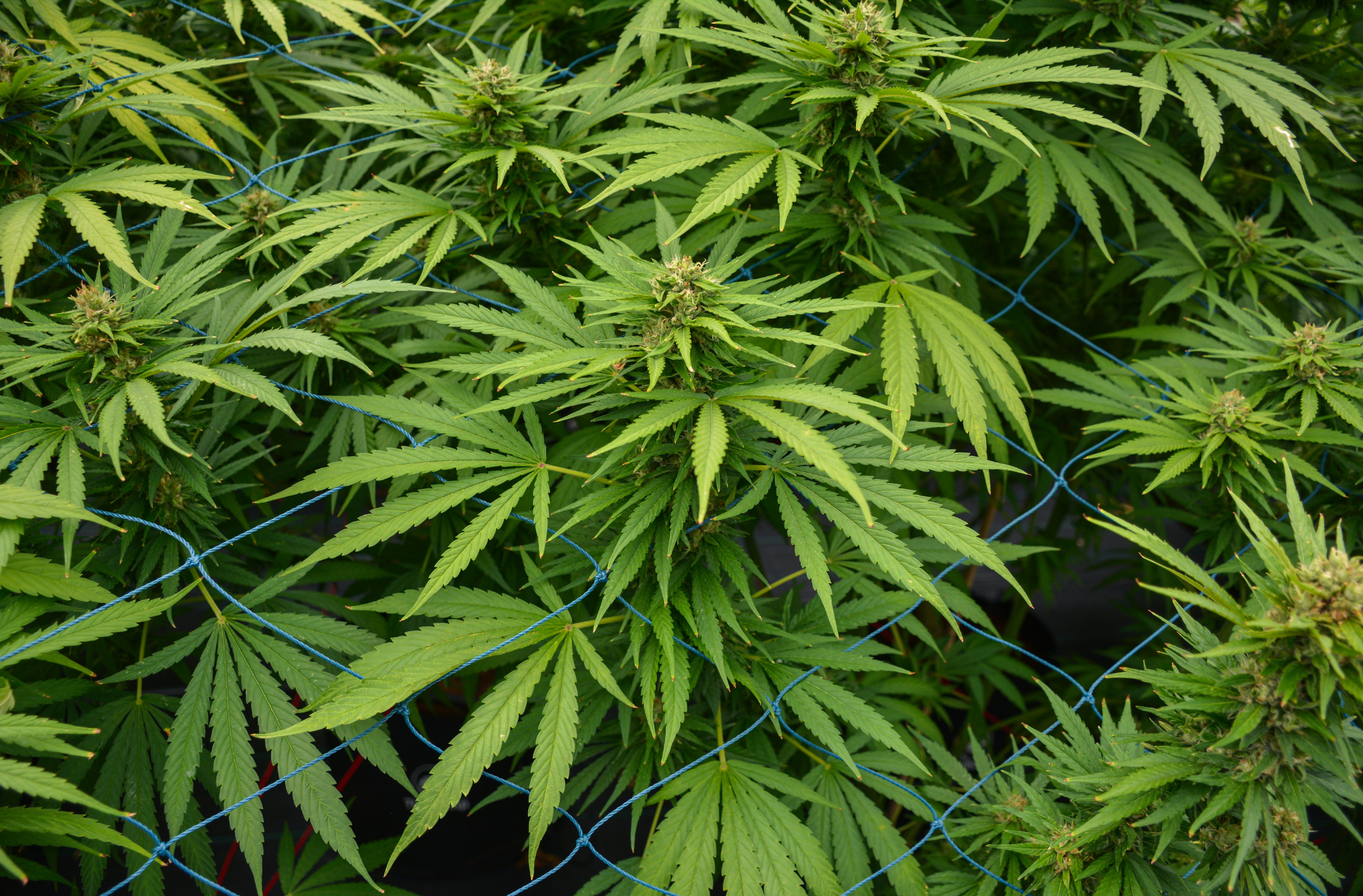 hemp plants